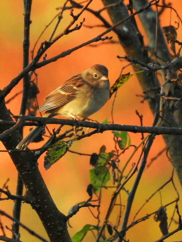 bird on tree with sunset behind