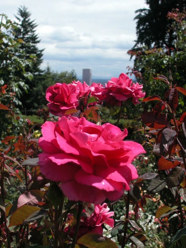 Rose in Portland