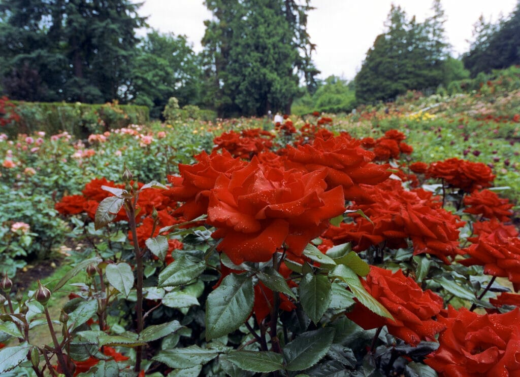 Portland Rose Garden