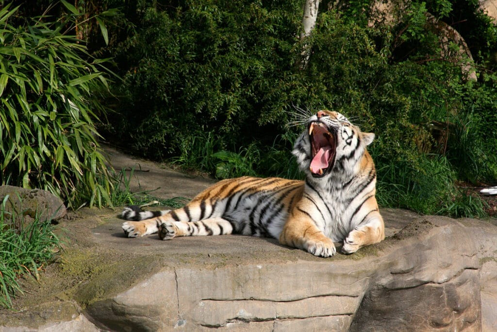 Tiger at Portland Zoo