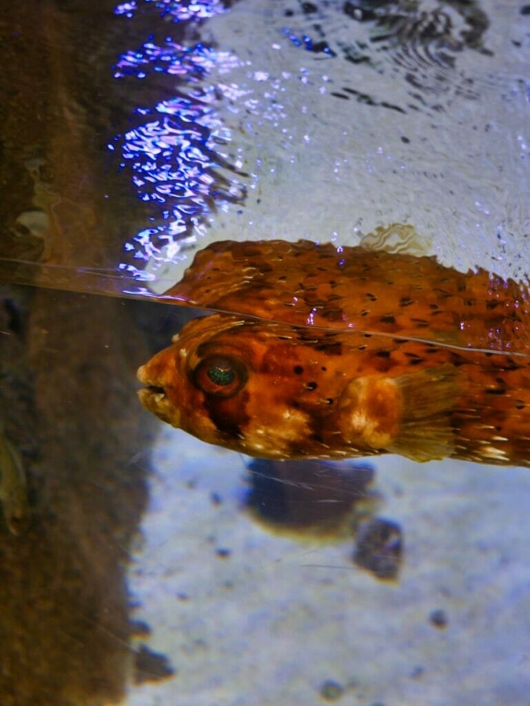 Marine Science Center in Daytona