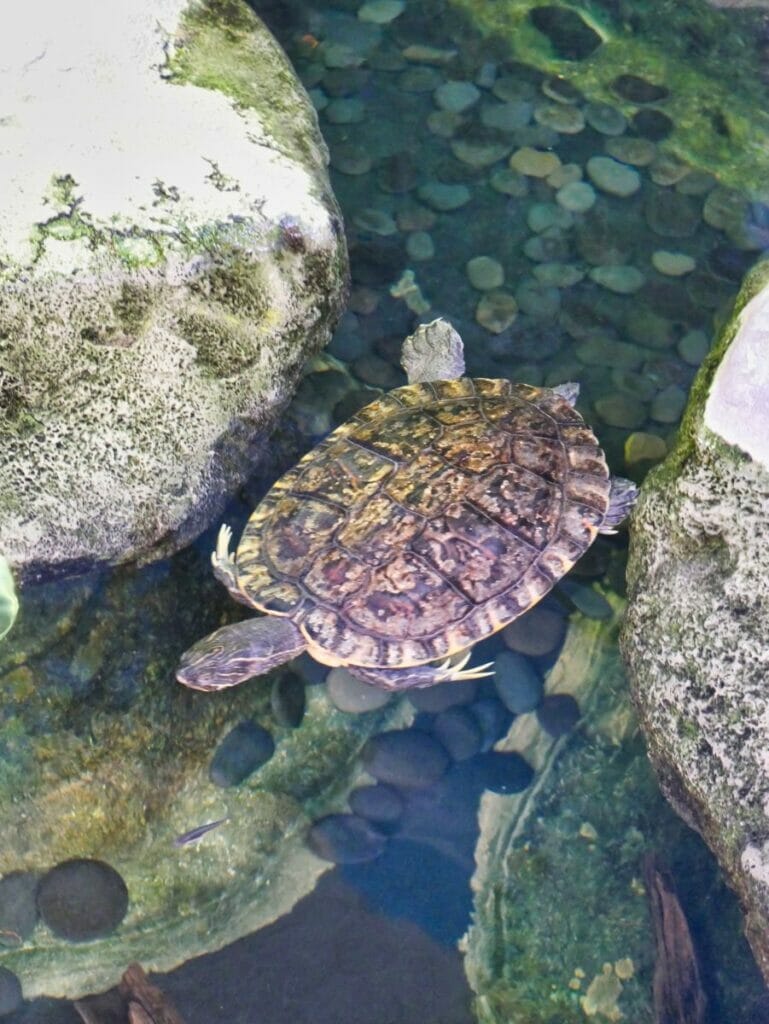 Marine Science Center in Daytona