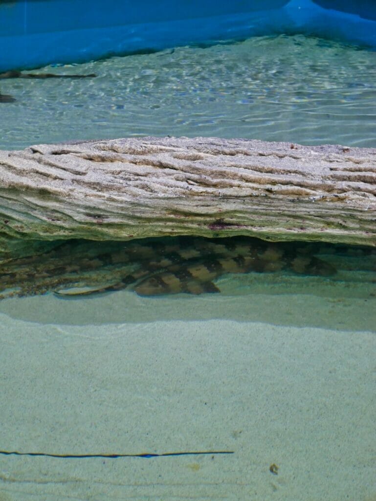 Marine Science Center in Daytona