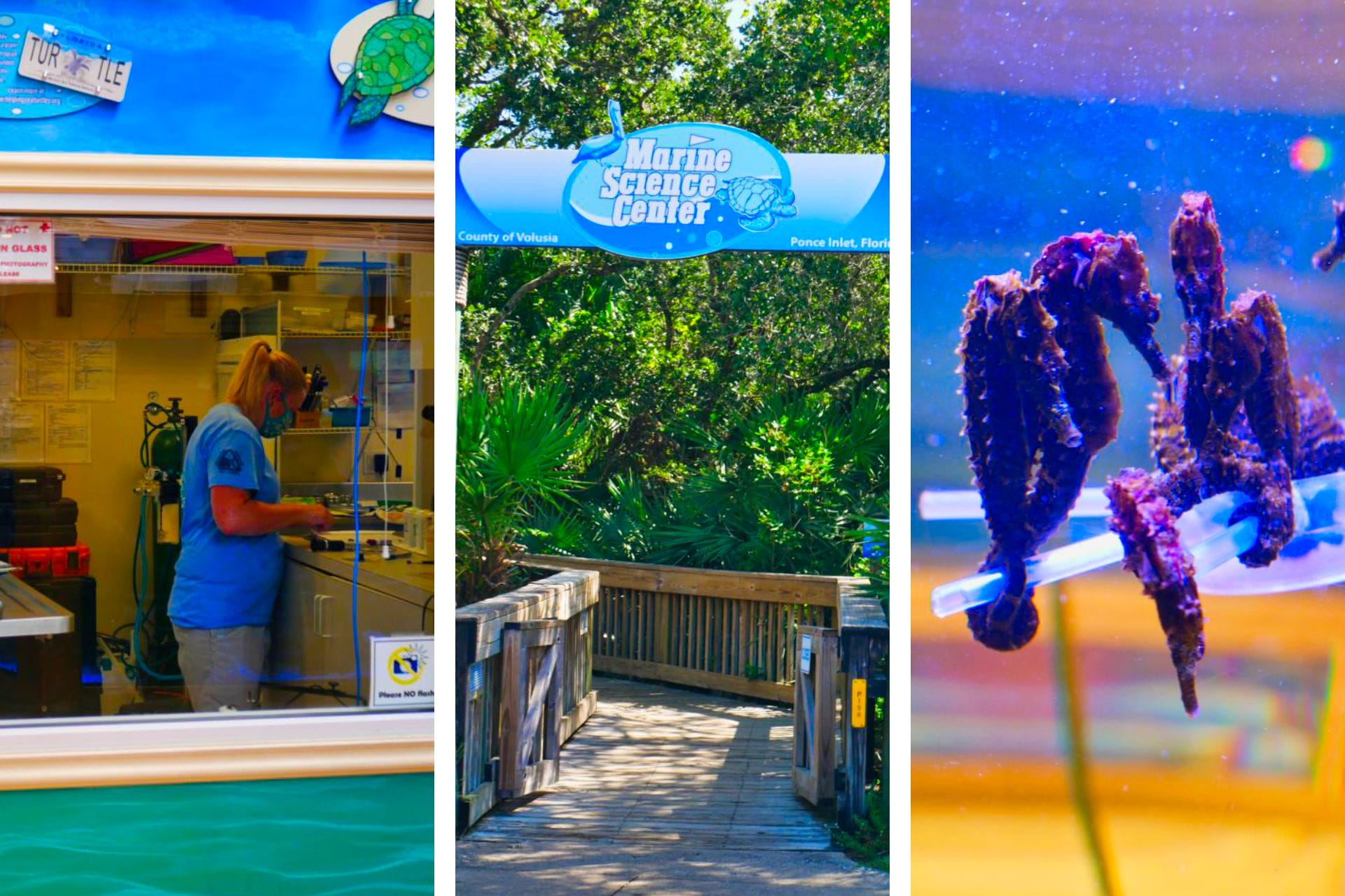 Marine Science Center in Ponce Inlet: Helpful Tips for Visitors via @allamericanatlas