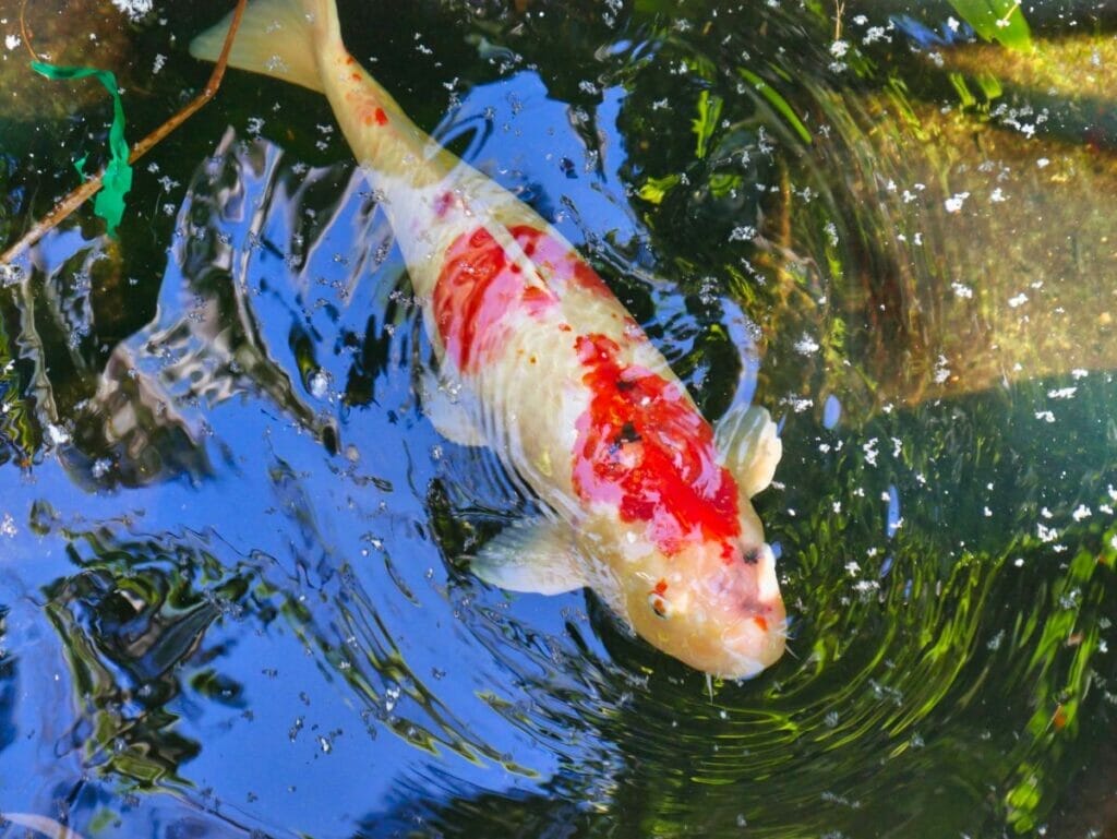 Sunken Gardens