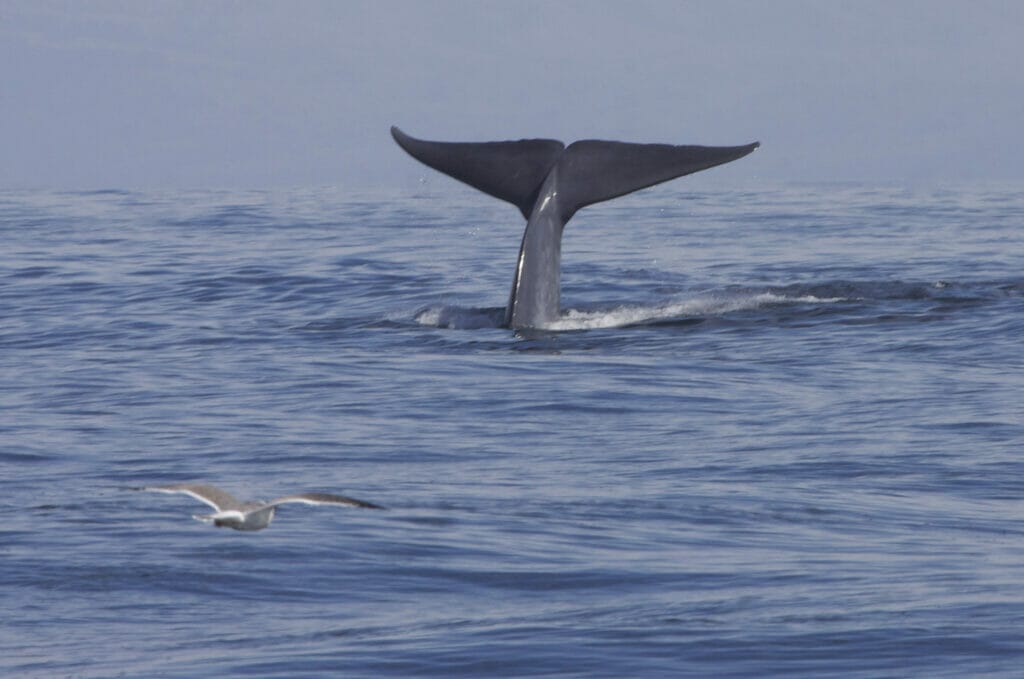 blue whale tail in ocean