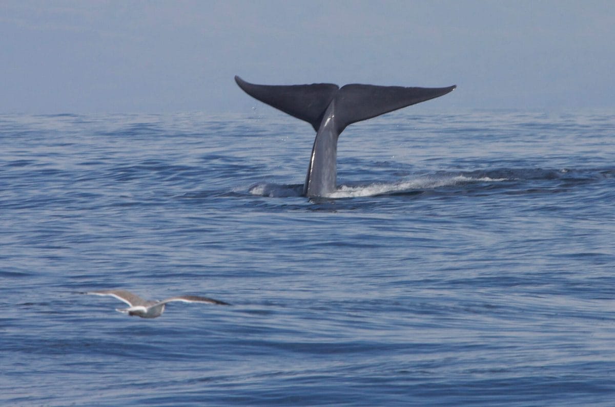 Best Santa Barbara Whale Watching Tours (2023)