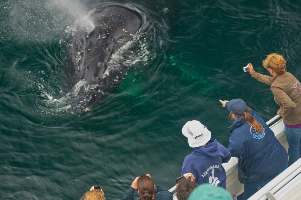 people pointing at whale in the ocean