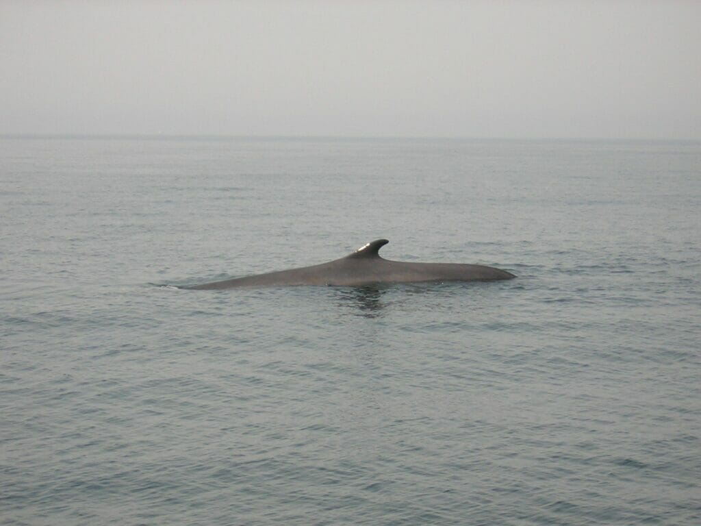 finback whale in ocean