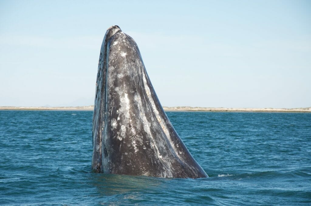 gray whale in ocean
