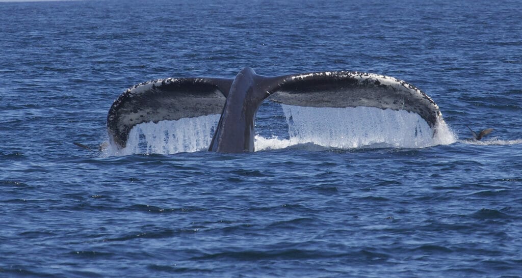 humpback whale