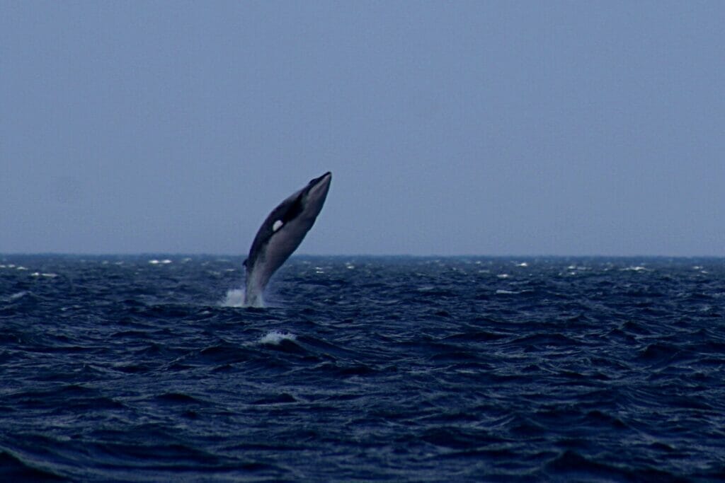 minke whale in ocean