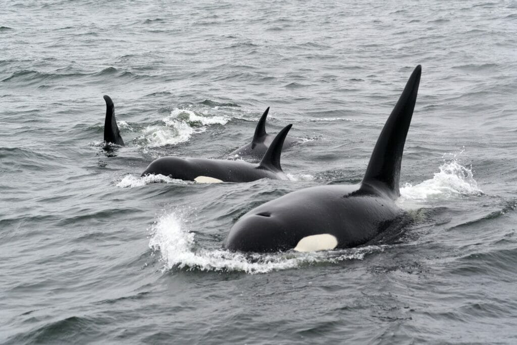 orca whales in ocean