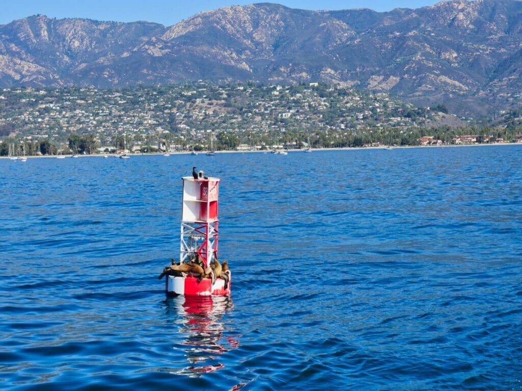 California sea lions in Santa Barbara