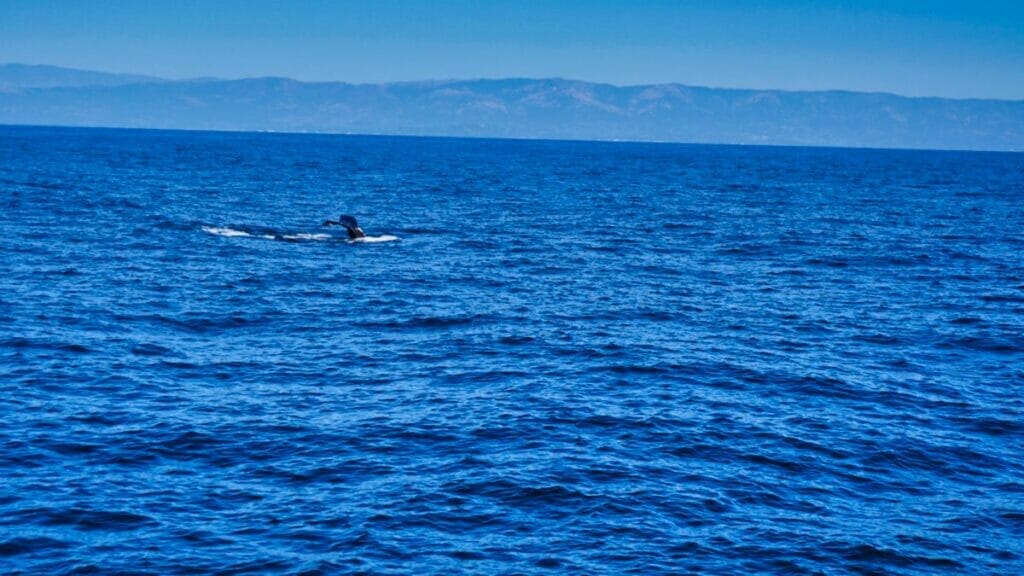 Whale tail in ocean on Condor Express