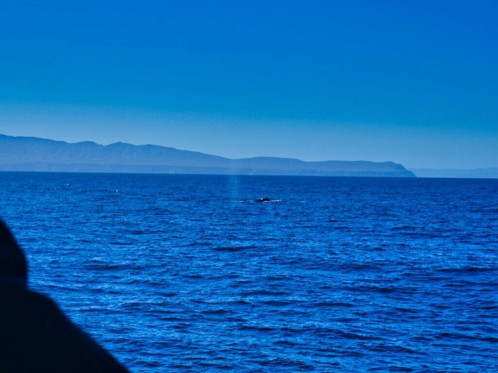 Whale in water on condor express tour