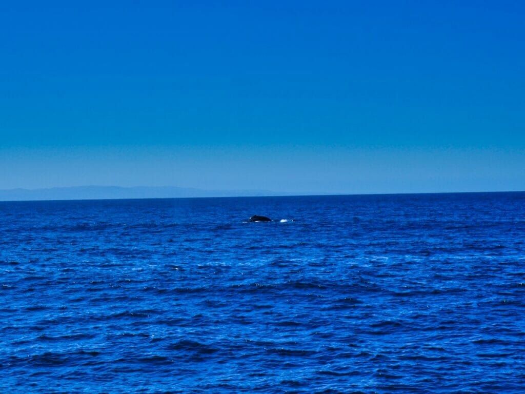 Whale watching on condor express