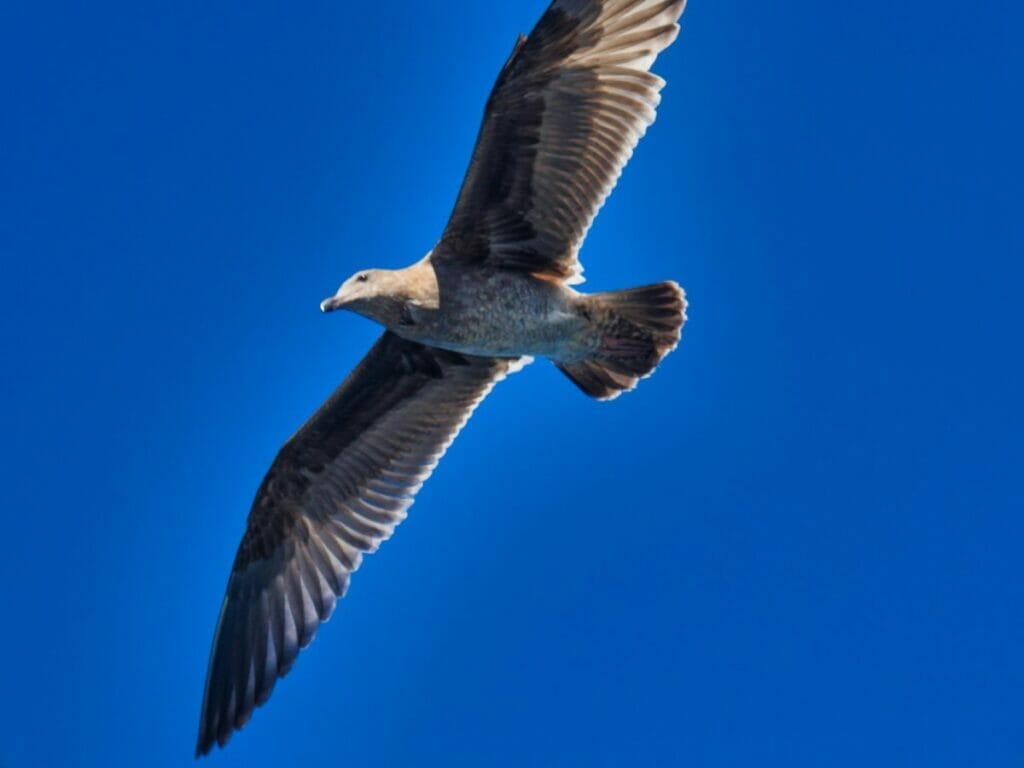 bird flying in front of blue sky