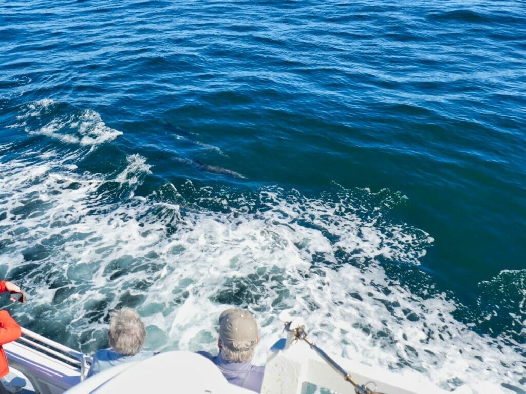 people looking at dolphins in ocean
