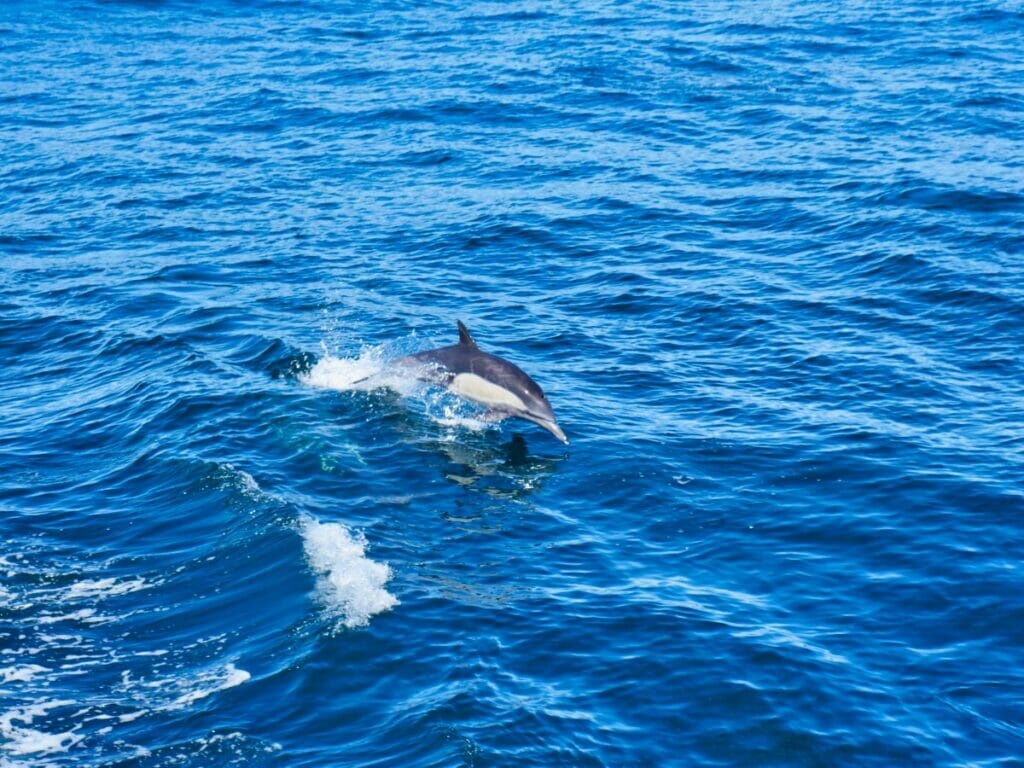 dolphin jumping in water