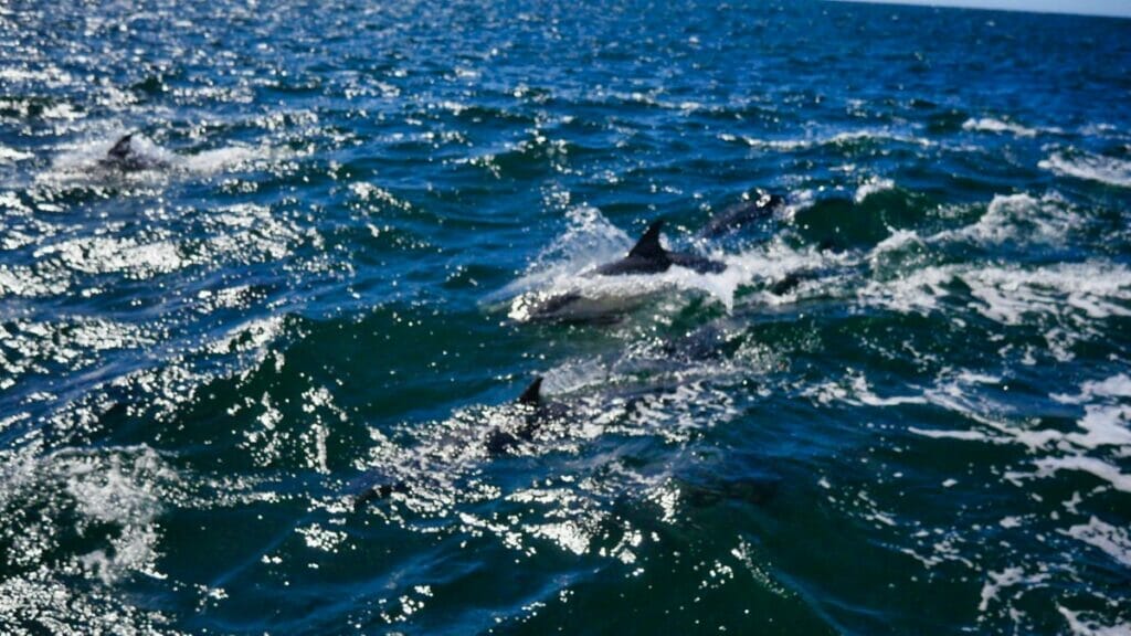 megapod of dolphins in ocean