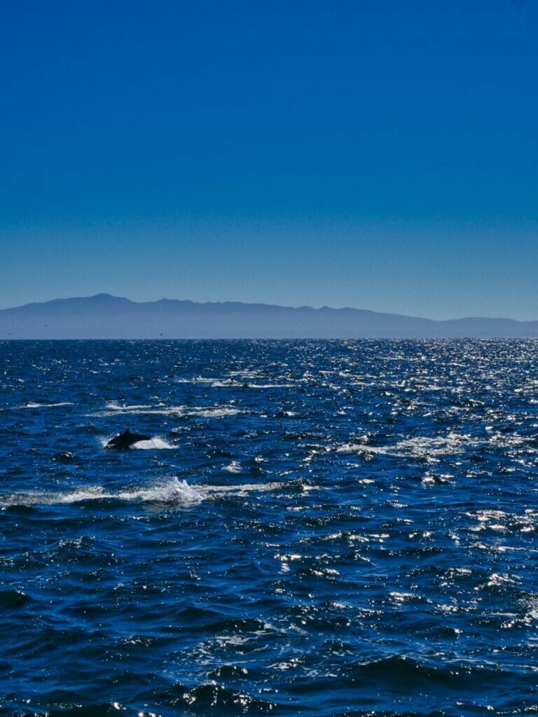 channel island from condor express