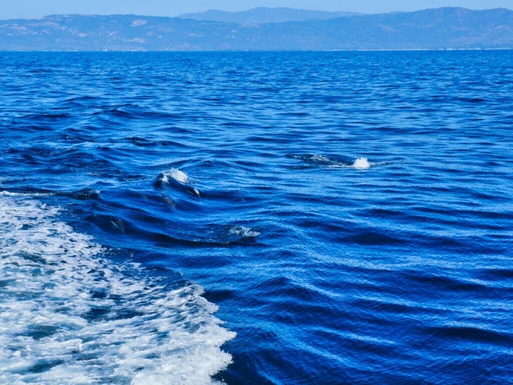 dolphins in Santa Barbara channel