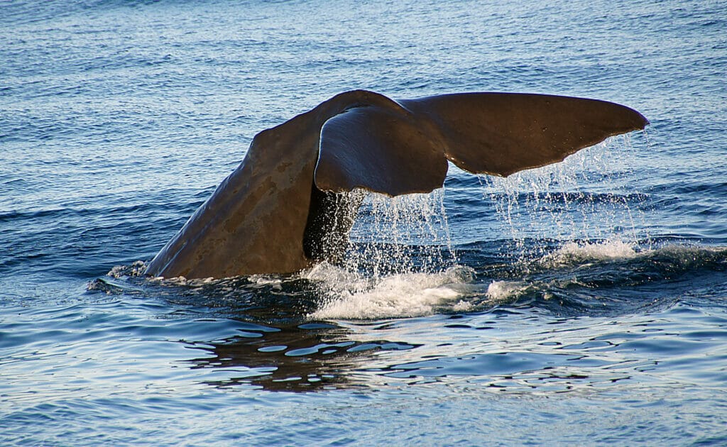 sperm whale tail in ocean