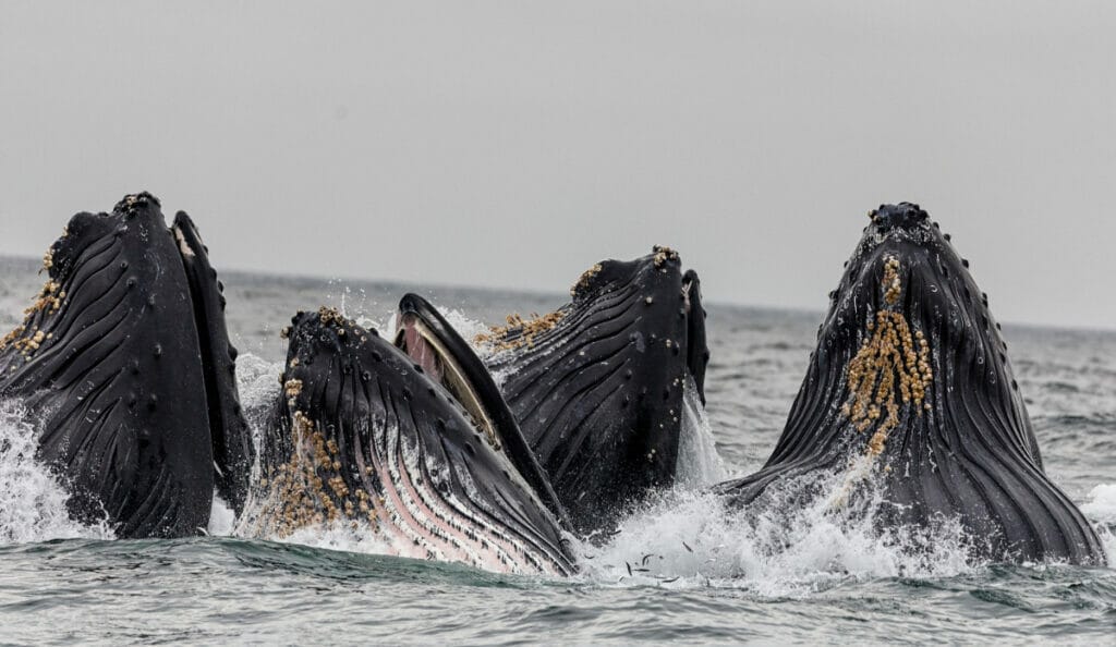 Whale Watching Santa Barbara