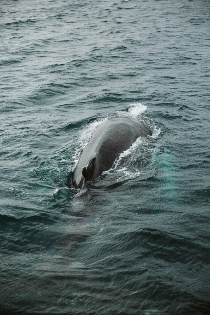 Whale Watching Santa Barbara