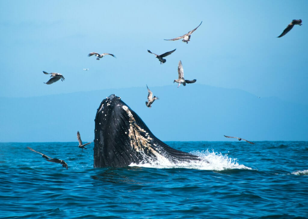 Whale Watching Santa Barbara