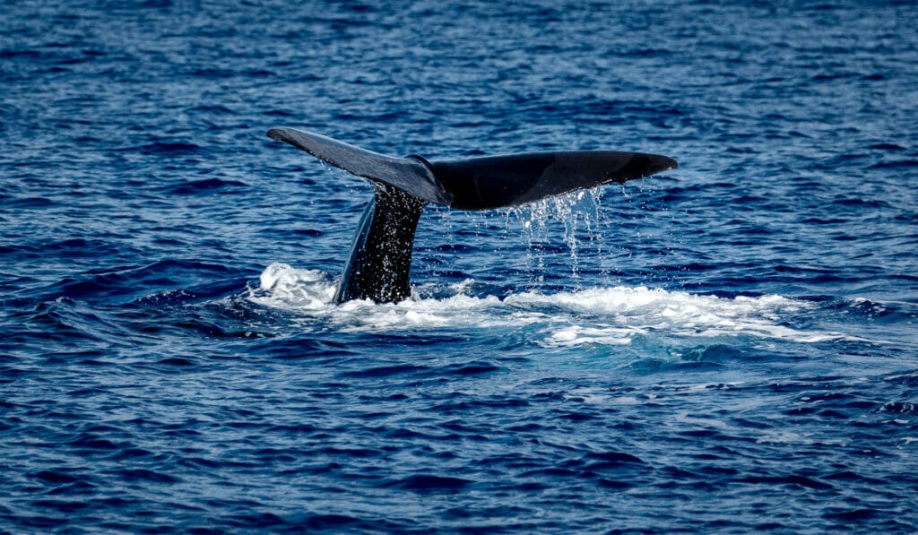 Whale Watching Santa Barbara