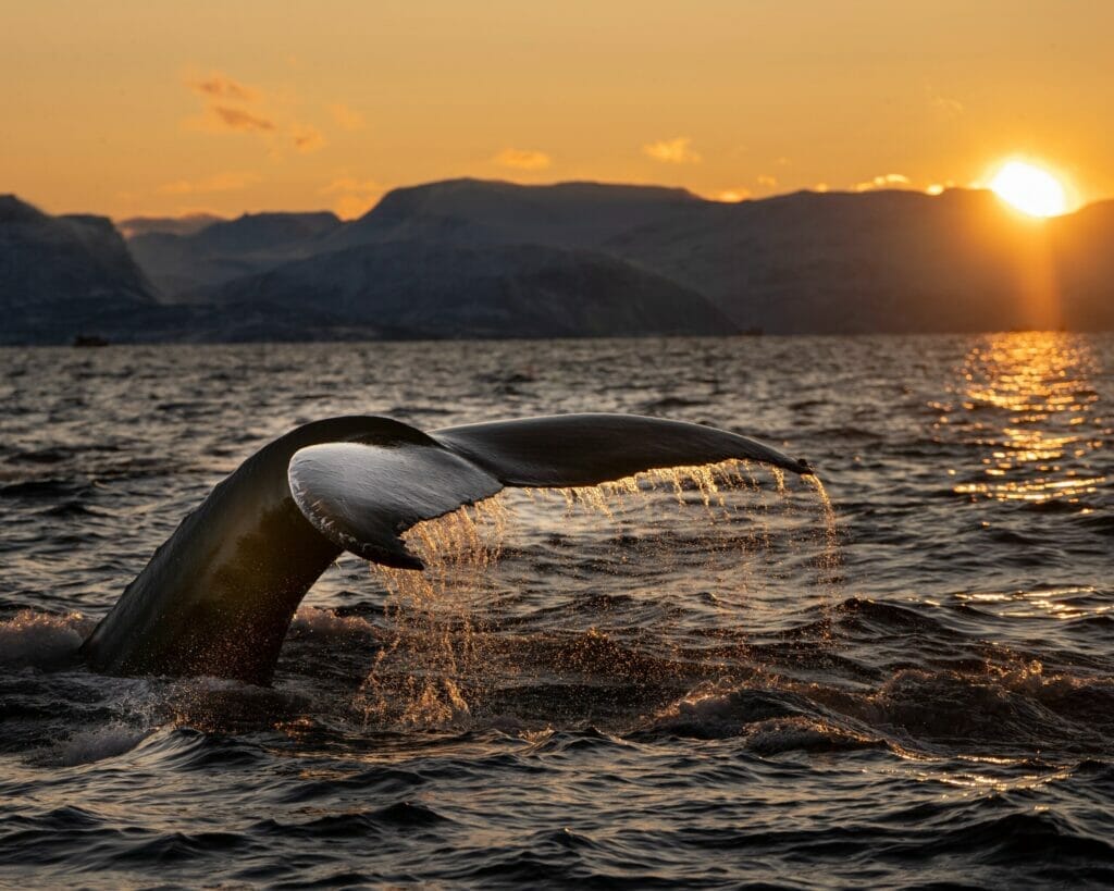 whale tail in ocean at sunset