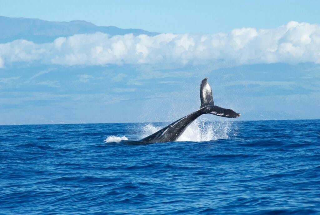 celebration cruises whale watching