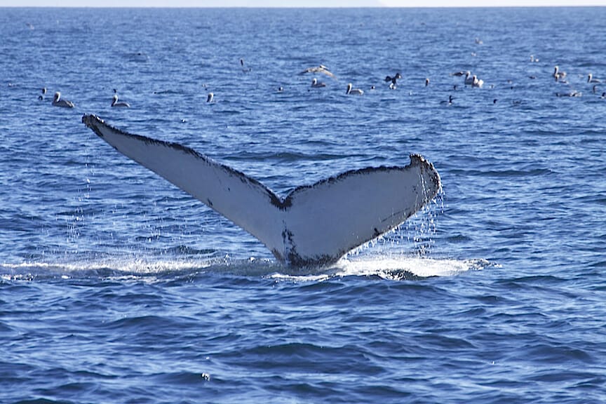 humpback whale flukes in Santa Barbara whale watching