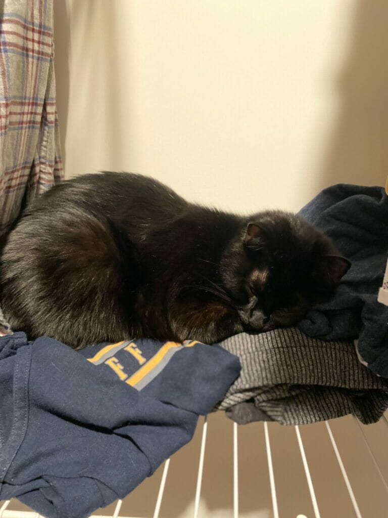 cat lying on clothes