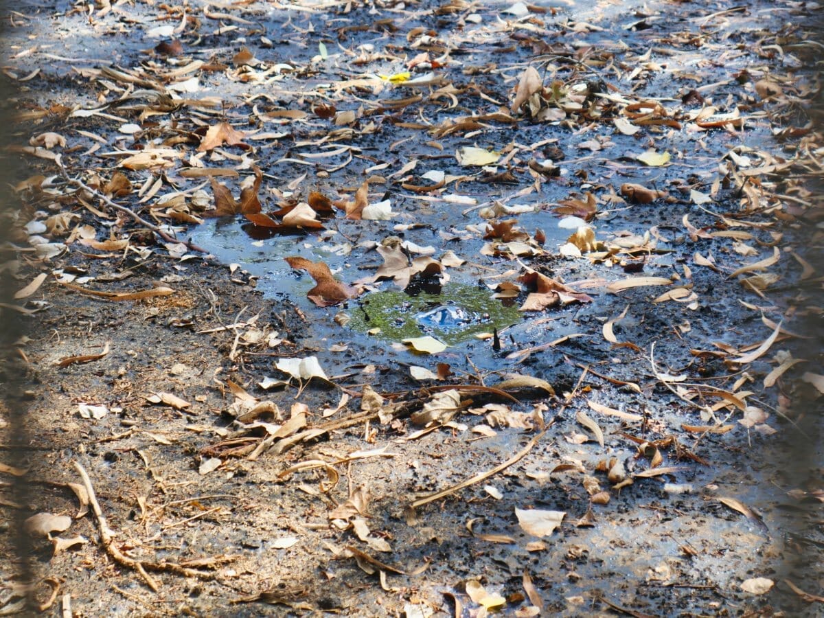 La Brea Tar Pits