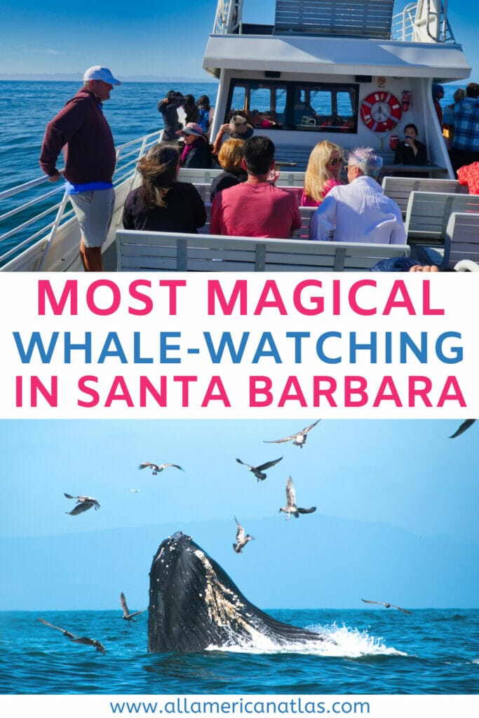celebration cruises whale watching