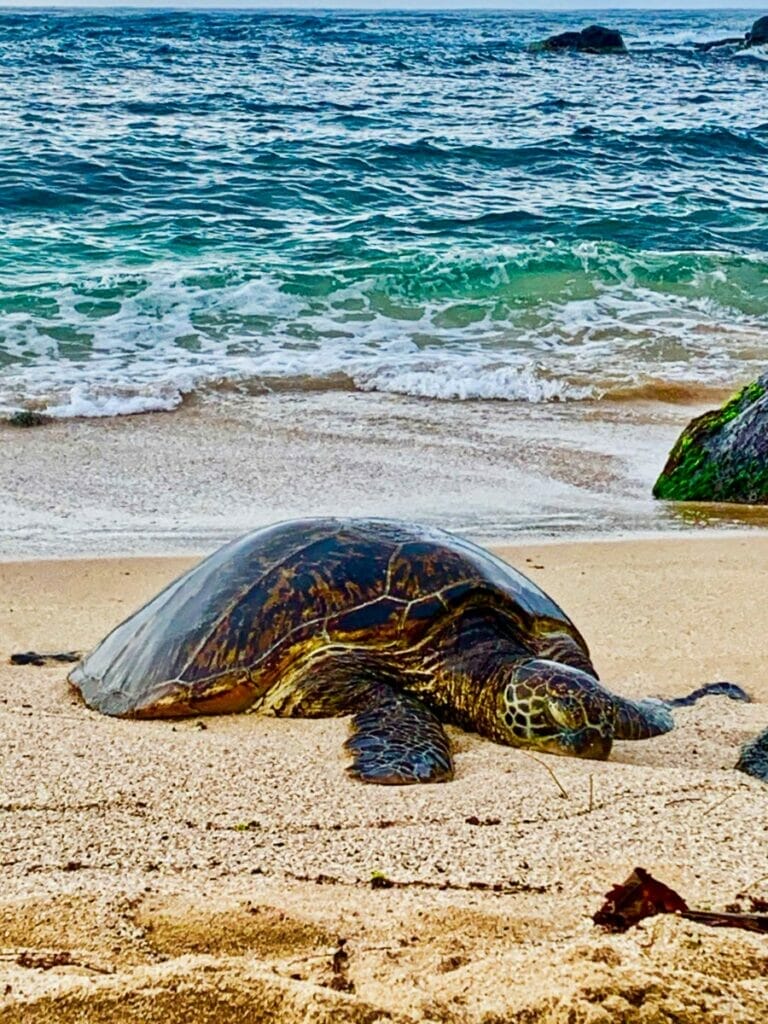 turtle on Oahu