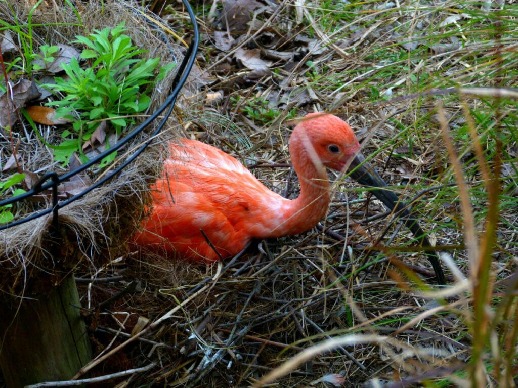 Flamingo at Brevard Zoo