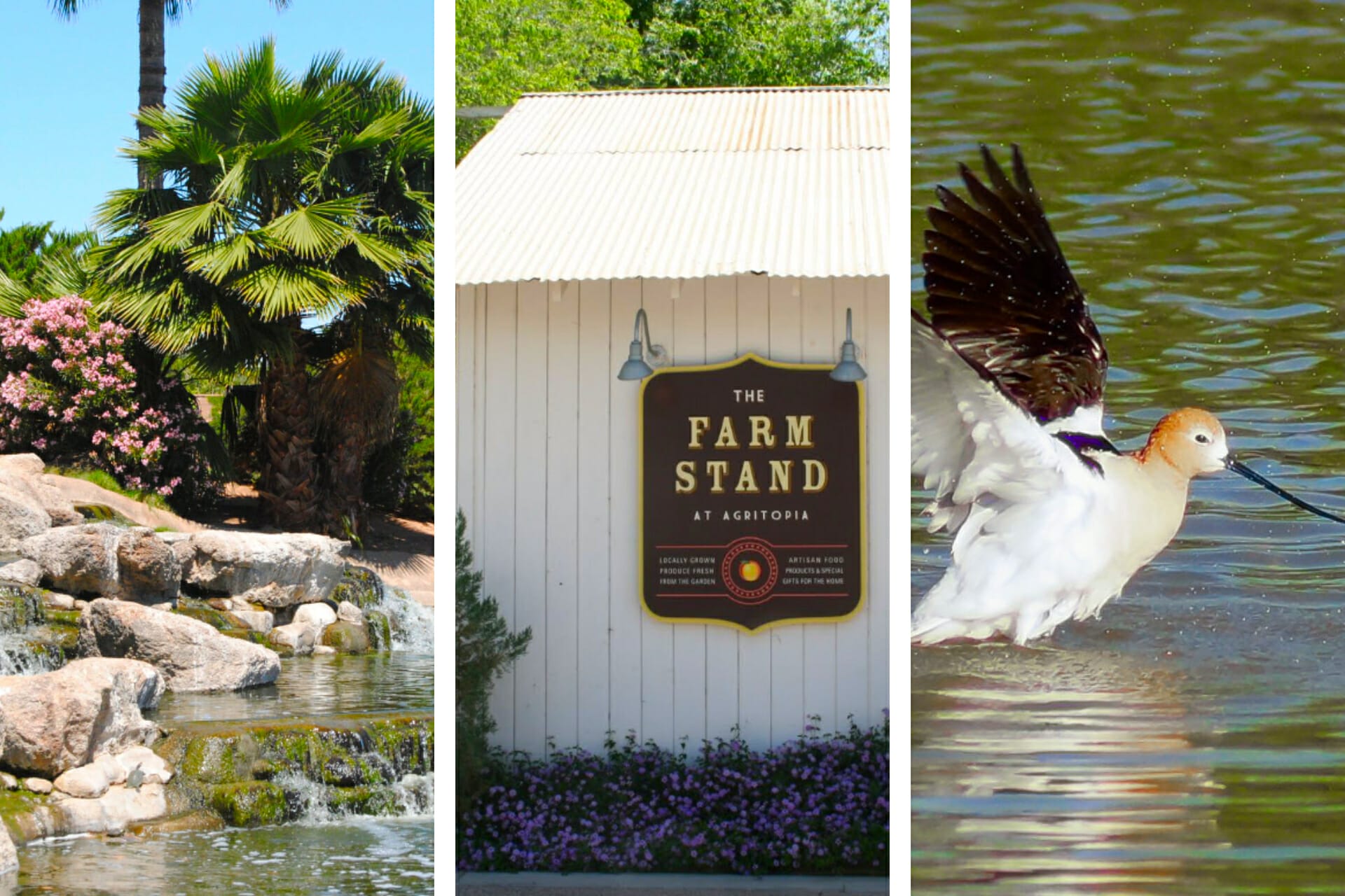 アリゾナ州ギルバートで16の記憶に残ること