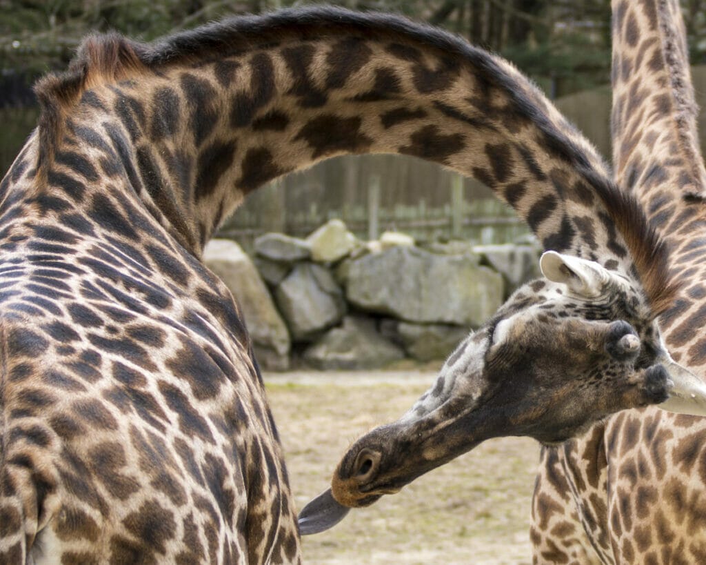 Giraffe at Roger Williams Park Zoo