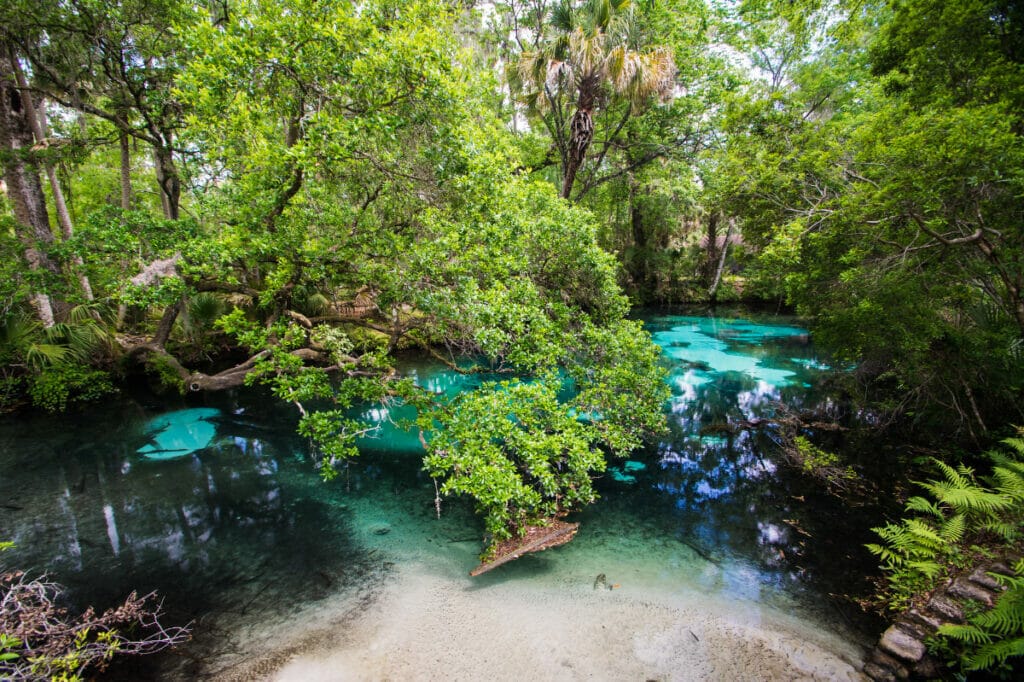 Ocala National Forest