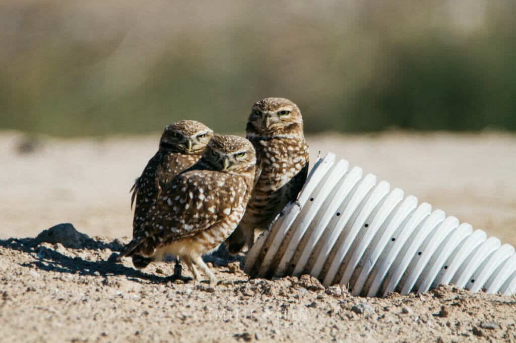 burrowing owl