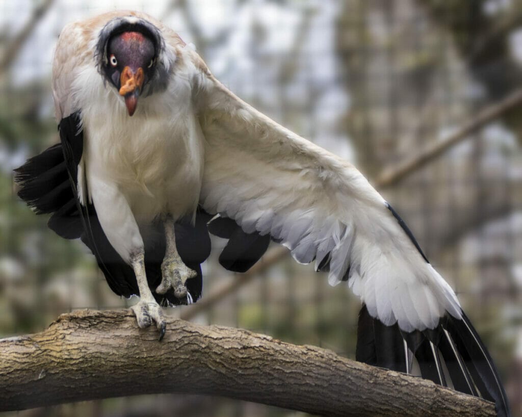 roger williams park zoo