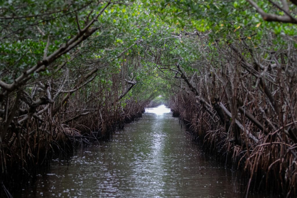 Everglades