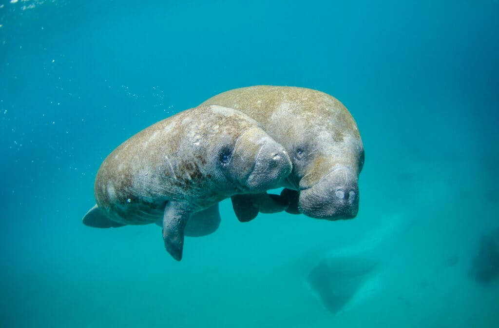 two manatees