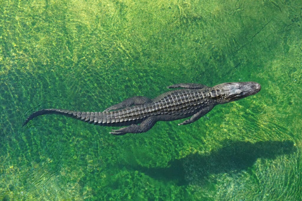 alligator in water