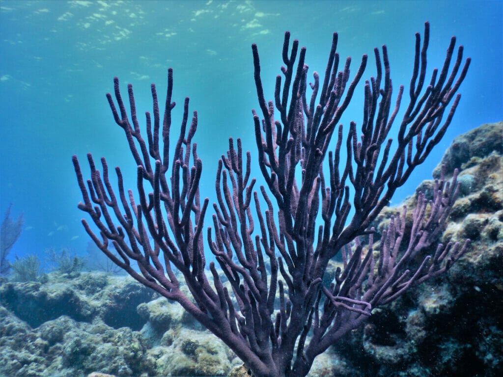 coral reef