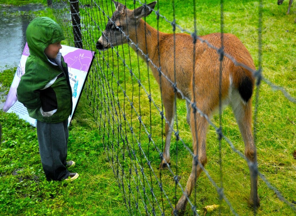 Kid looking at the deer at the Alaska Wildlife Conservation Center